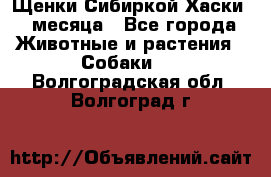 Щенки Сибиркой Хаски 2 месяца - Все города Животные и растения » Собаки   . Волгоградская обл.,Волгоград г.